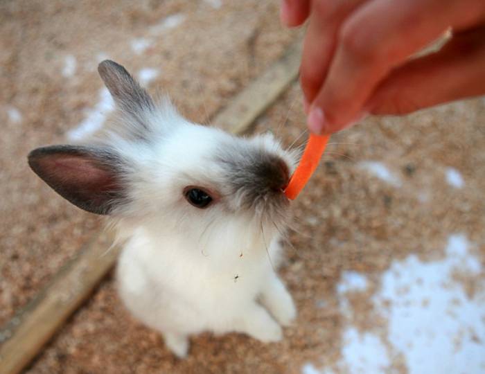 Мини-зоопарк - Загородный отель «Ателика Улиткино»